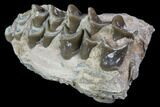 Oreodont Jaw Section - South Dakota #81938-2